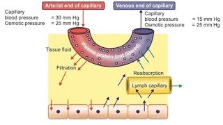 TISSUE FLUID amp OEDEMA [upl. by Llerehc586]