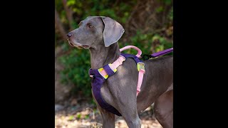 Premium dog harness DogRaincoats dogbag DogCollars [upl. by Jeconiah145]