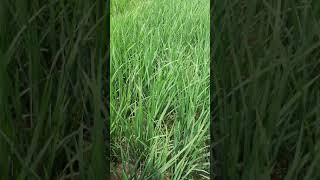 Proper stage of Preflowering Rouging in Rice Seed production [upl. by Phelips]