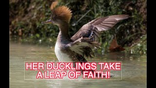 The Female Hooded Merganser and Her Ducklings NARRATED [upl. by Akerboom]