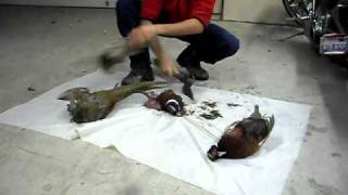 Skinning Pheasants in seconds bird cleaning [upl. by Akinit]