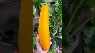 Zucchini courgette or baby marrow Cucurbita pepo is a summer squash vining herbaceous plant shorts [upl. by Grochow]