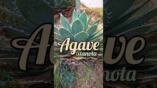 Agave titanota [upl. by Gavette]