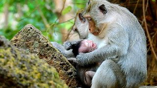 MOTHER MONKEY DISCIPLINING THE BABY FOR NOT LISTENING [upl. by Kania]