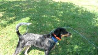 coonhound climbing tree [upl. by Ahsir393]