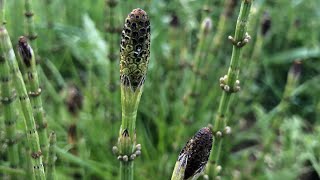 Equisetum Arvense et Palustre  Prêles des champs et des marais [upl. by Ilamad403]