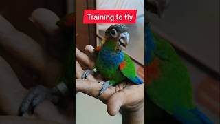 HMS Avairy Blue throated Conure free flight training birds birdlovers viralshorts birdsaviary [upl. by Sivrat]