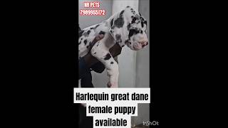 Harlequin great Dane 7989955172☎️ female puppy available [upl. by Cogswell]