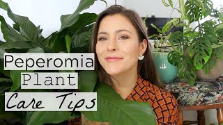 Peperomia Plant Care Tips amp Tricks  Peperomia Houseplant Care [upl. by Greenquist]