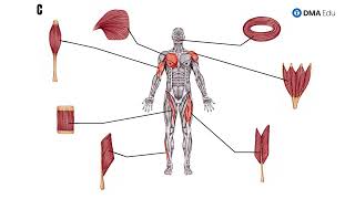 Shapes of Skeletal Muscle  Classification of muscles  Basic Anatomy  DMA [upl. by Neliak29]