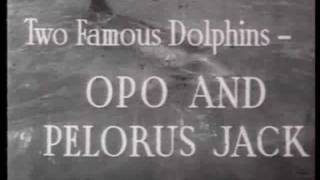 OPO AND PELORUS JACK NEW ZEALAND 1912 amp1956 [upl. by Gard]