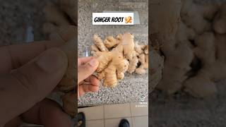 Ginger root 🫚🫚🫚 health fitness healing shortsvideo [upl. by Anolla]