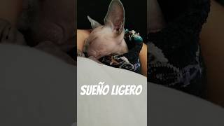 Josefa tiene el sueño muy ligero y con un ruidito se despierta pero luego vuelve a 💤 cat sphynx [upl. by Alejoa494]