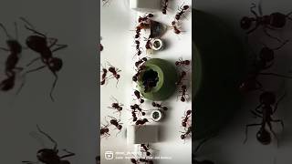 Pogonomyrmex barbatus ant hormigas insects antdimension experiment [upl. by Sydelle]