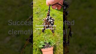 Successful Clematis Cuttings gardening clematis cuttings propagation horticulture garden [upl. by Tsugua]