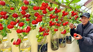 Growing Tomatoes This Way Gets Many Fruits And Doesnt Need Watering [upl. by Frankel]