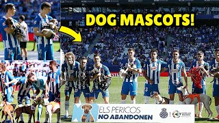 Espanyol Dog Mascots Ahead of 21 Win vs Mallorca in LaLiga [upl. by Bernarr]