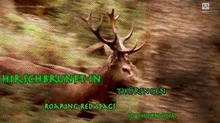 Hirschjagd in Thüringen  Roaring red stags in Thuringia [upl. by Winchester977]