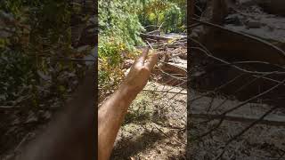 Creeper Trail above Damascus Virginia after Helene hit CreeperTrail FlashFlood Helene [upl. by Towney]