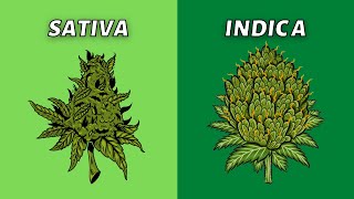 Sativa vs Indica  What’s Better [upl. by Zillah]