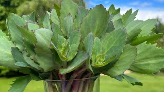 Chelsea Chop pinching and propagating Sedum [upl. by Atinihs]