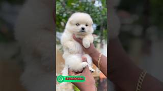 Pomeranian puppies sale  pom for sale  Spitz sale kerala  home delivery available  pom sale [upl. by Adnamra]