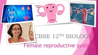 FemaleReproductiveSystemOvariesUterusOviductMammaryGland12thCBSE [upl. by Nereids5]