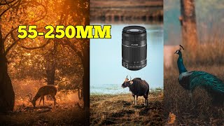 Wildlife photography with 55250mm  Canon 55250mm lens  CANON 1200D [upl. by Zoe]