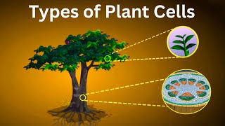 पेड़ पौधों में कितने प्रकार के cells पाये जाते हैं  Types of cells in plants [upl. by Lashonda]