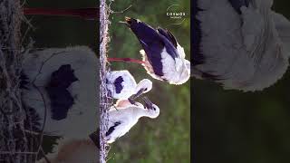 life of storks shorts birds wildlife nature [upl. by Ahtreb464]