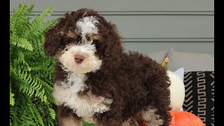 Mini Bernedoodle Puppies for Sale [upl. by Ellemac]