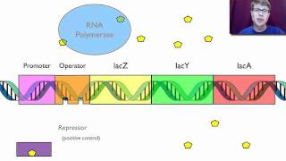 Gene Regulation [upl. by Inge]