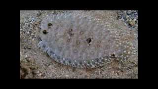 Peacock Flounder Bothus mancus [upl. by Ennahoj]