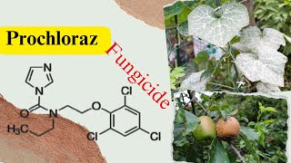 Prochloraz Effective Fungicide for Plant Disease Management [upl. by Kirat]