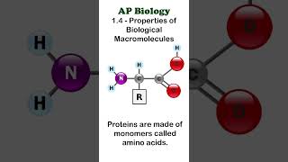 AP Bio  14 Part 2  Proteins apbiology biochemistry [upl. by Eugilegna610]