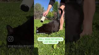 How To Naturally Remove Ticks From Dogs amp Cats  Holistic Vet Advice [upl. by Gaskill]