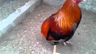 gallos bolos El escalofrio [upl. by Cleary]