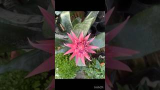 Pink Aechmea Bromeliad flowers nature garden plants [upl. by Eninaj]