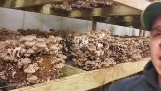 Growing oyster and shiitake mushroomseradicating contams in the grow room [upl. by Noiz]