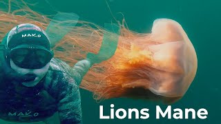 Lions Mane Jellyfish  Dangerous Freediving and swimming with Lions Mane Jelly Fish [upl. by Htiel]