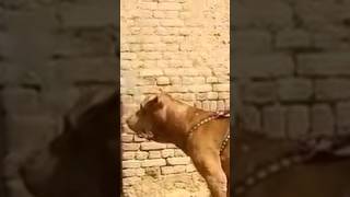 Powerfull bulldog aka bully kutta pitbull dog animals bulldog shorts trending [upl. by Ivzt]