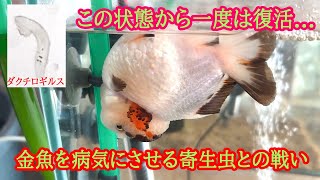 金魚の感染症・鼻上げ・突然死の原因。ダクチロギルス攻略法。（専門家＋大手企業＋個人的見解） [upl. by Liahus104]