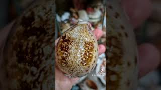 Unique and collectable Cypraea Valentia 🤩💎cypraeavalentia unique collectibles gem rarefinds [upl. by Zat918]