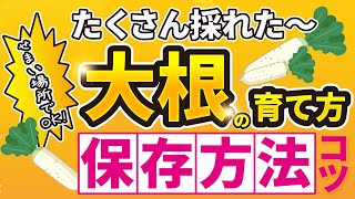 12【大根の育て方】長期間できる保存方法！とてもカンタンです【家庭菜園】 [upl. by Nileve]