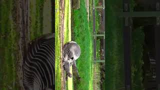 Zany Zebra Safari Adventure 🦓 MustSee Animal Encounters  YouTube Short [upl. by Enyalaj433]