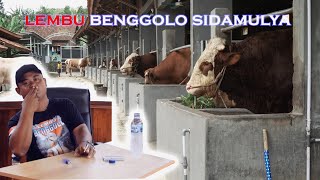 LEMBU BENGGOLO SIDAMULYA  DESA KEDUNGGEDE  KECAMATAN LUMBIR  BANYUMAS [upl. by Aihselat168]