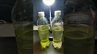 What in the Algae is going on here experiment biofuel microalgae sustainability science [upl. by Carlita]