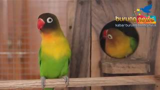 video love bird KUSUMO setelah di kandang breeding [upl. by Lorne225]