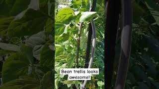 Fantastic Trellis For Beans trellis organicgardening raisedbedgardening [upl. by Rehposirhc]