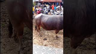 Buffalo in Toraja [upl. by Nyllek880]